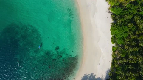 Aerial view drone shot view of Coconut palm trees Top-down view. Green palm tree Stock Footage 151019932