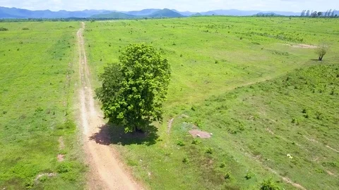 Aerial View from a drone of a single tree on green field with blue sky Stock Footage 78253871