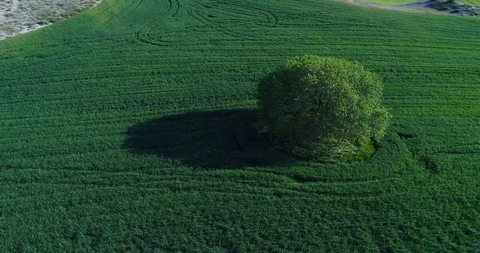 Aerial View from a drone of a single tree on green field  Stock Footage 88863611