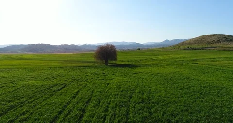 Aerial view from a drone of a single tree on green field with blue sky Stock Footage 88865684