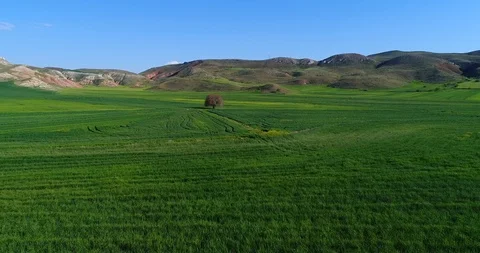 Aerial View from a drone of a single tree on green field with blue sky Stock Footage 88865787
