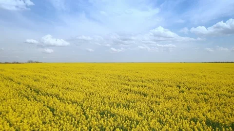 Aerial view of a drone slide forward on a large agricultural field of rapeseed Stock Footage 108167090