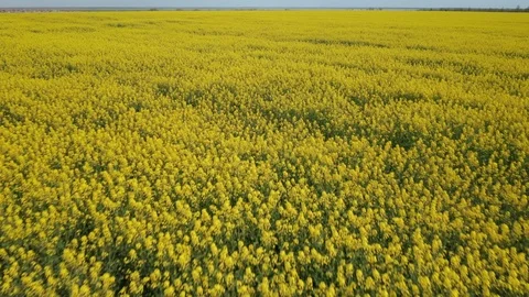 Aerial view of a drone slide forward on a large agricultural field of rapeseed Stock Footage 108167238