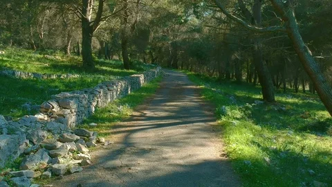 Aerial view from a drone in a small pine forest in the countryside of Puglia 動画素材 113791922