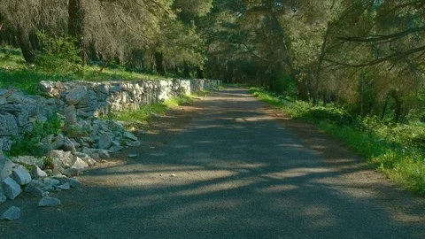 Aerial view from a drone in a small pine forest in the countryside of Puglia 스톡 동영상 113792086