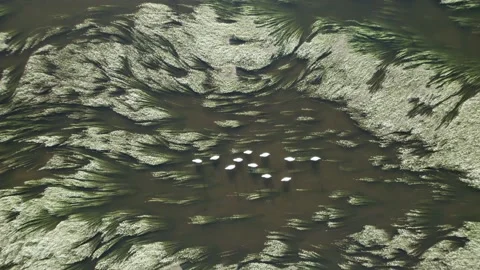 Aerial view by drone of swans in the  flower garden on the river Stockbeeldmateriaal 166310501