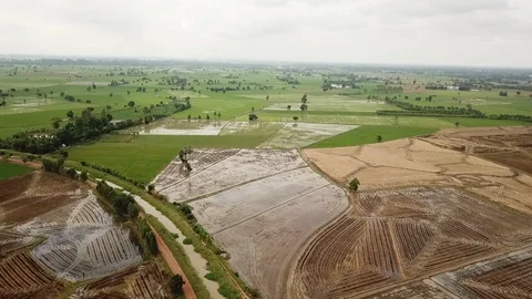 Aerial view from Drone top view of green rice fields. Stock Footage 95310340