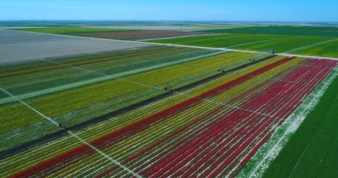 Aerial view with drone of Tulip fields Stock Footage 88180160