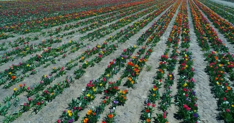 Aerial view with drone of Tulip fields Stock Footage 88180242