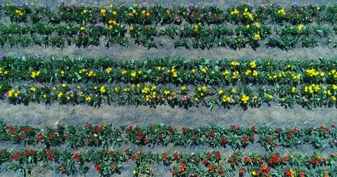 Aerial view with drone of Tulip fields Stock Footage 88181193