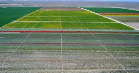 Aerial view with drone of Tulip fields Stock Footage 88181235