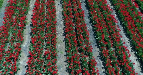 Aerial view with drone of Tulip fields Stock Footage 88267679