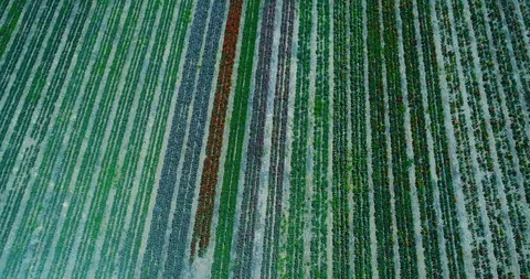 Aerial view with drone of Tulip fields Stock Footage 88267766
