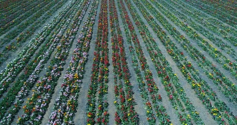 Aerial view with drone of Tulip fields Stock Footage 88267806