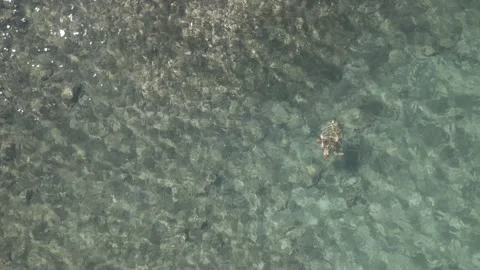 Aerial view from drone on a turtle moving slowly in open sea near greek islands. Stock Footage 224875475