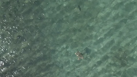 Aerial view from drone on a turtle swimming in open sea near greek islands. Stock Footage 224875311
