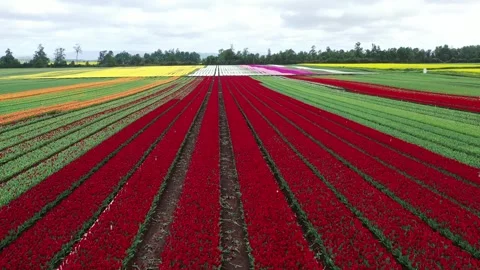 Aerial view drone video from blossoming tulip fields in the Chile near Osorno Stock Footage 244420982