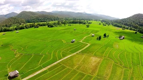 Aerial view Drone view Drone footage, Vietnam rice fields in harvesting seaso Stock Footage 256726559