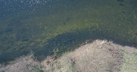 Aerial view by drone, Vouga river and banks with typical Portuguese vegetation Stock Footage 106202415