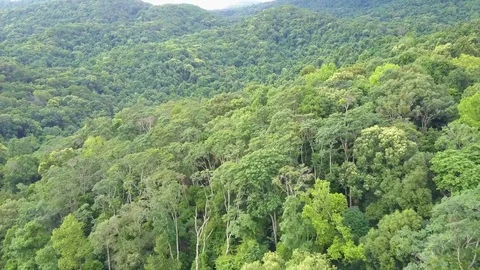 Aerial view from a drone while flying over the beautiful tropical rain forest Stock Footage 78251110