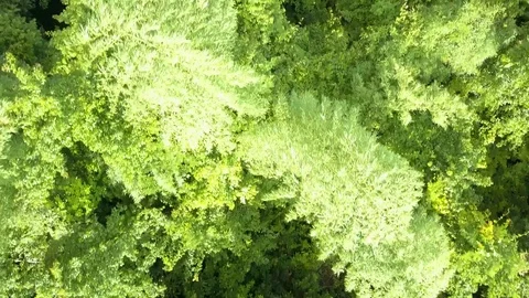 Aerial View from a drone while flying over the beautiful tropical forest Stock Footage 78260090