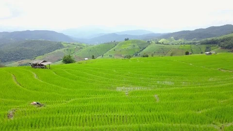 Aerial view from a drone while flying over the terraced rice field Stock Footage 81180145