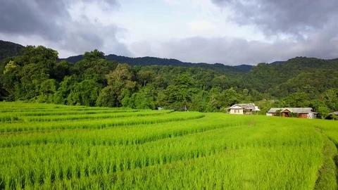 Aerial view from a drone while flying over the terraced rice field Stock Footage 81192598