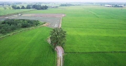 Aerial view Drones fly around the trees Stock Footage 83658703