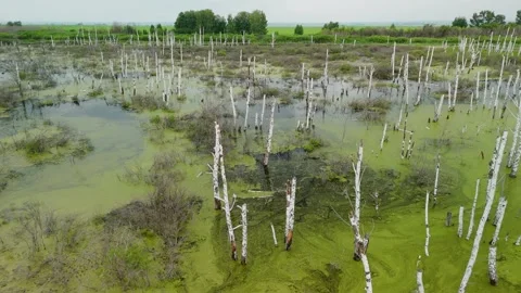Aerial view of drowned trees in murky green water 스톡 동영상 334117277