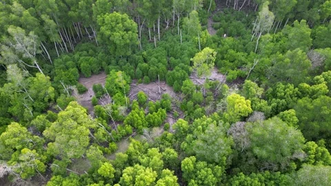 Aerial view dry bare trees at mangrove Video stock 246533152