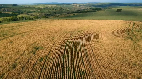 Aerial view of dry corn field Stock Footage 109135463