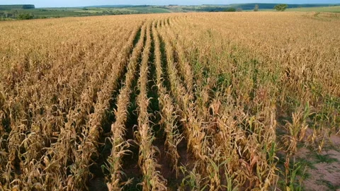 Aerial view of dry corn field Stock Footage 109392225