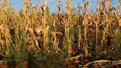 Aerial view of dry corn field in Brazil Stock Footage 119853751