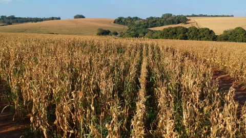 Aerial view of dry corn field Stock Footage 119896520