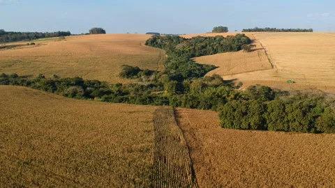 Aerial view of dry corn field Stock Footage 119938241