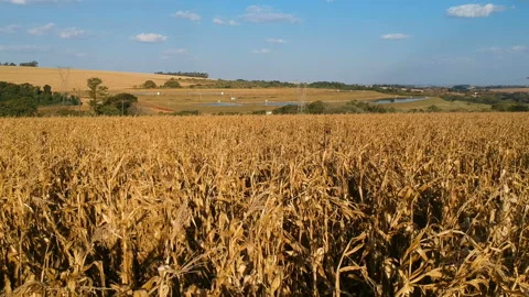 Aerial view of dry corn field Stock-Footage 119993286