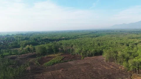 Aerial View of Dry Farm Fields and Forest Stock Footage 346480770