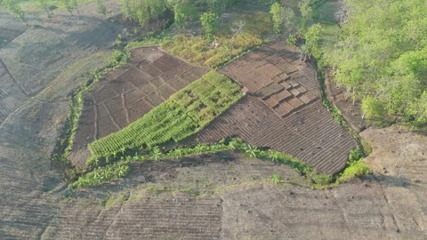 Aerial View of Dry Farm Fields and Forest Stock Footage 346481104