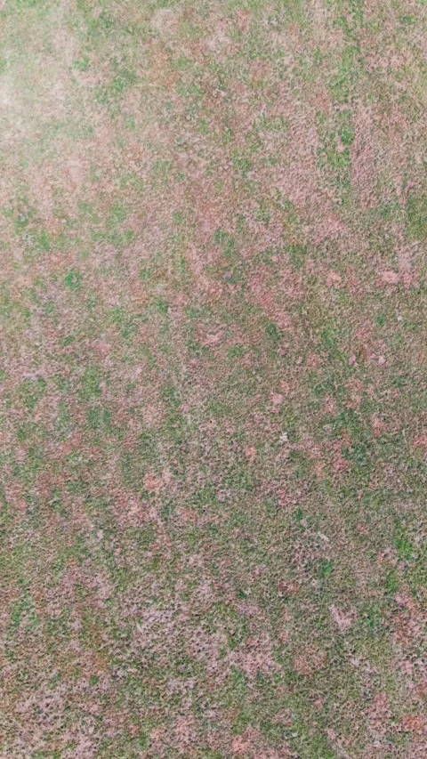 Aerial view of dry grass field from above Stock Footage 341388708