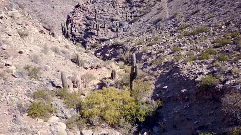 Aerial view of dry river basin and cactus hill on desert TILT SHOT Stock Footage 88460746
