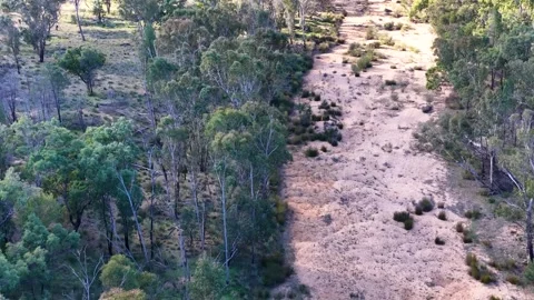 Aerial View of a Dry Sandy Creek Bed and Eucalyptus Forest Stock Footage 346121242