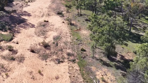 Aerial View of a Dry Sandy River Bed in The Pilliga Australia Stock Footage 344624466