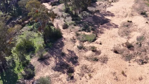 Aerial View of Dry Sandy River Bed in The Pilliga Australia Stock Footage 345014546