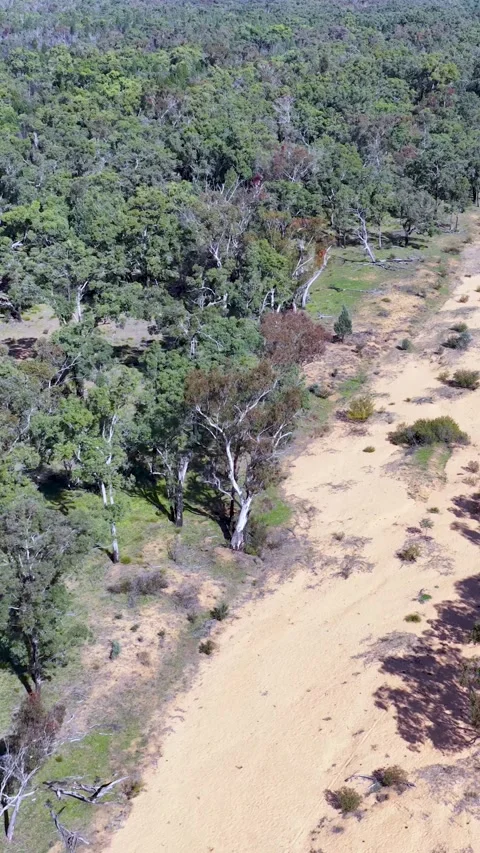 Aerial View of a Dry Sandy Riverbed and Eucalyptus Forest Stock Footage 345691731
