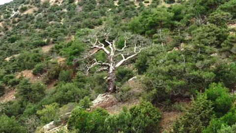 Aerial view of a dry tree among evergreen junipers on a mountainside Stock-Footage 151149897