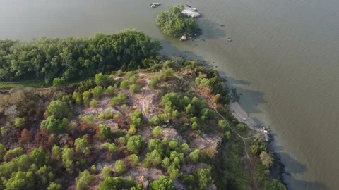 Aerial view dry tree Stock Footage 197012378