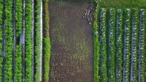 Aerial view of a duck herder herding a flock of ducks in a farmland, Indonesia. Stock Footage 320104726