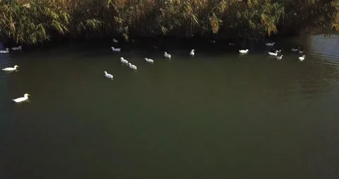 Aerial view of ducks and another wild birds floating in the lake Stock Footage 141239747