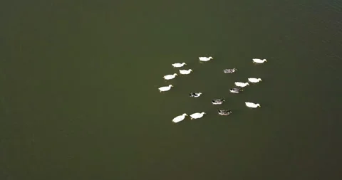 Aerial view of ducks and another wild birds floating in the lake Stock Footage 141239765
