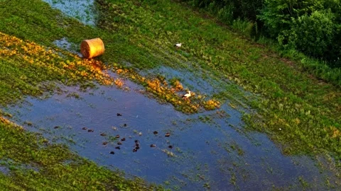 Aerial view of ducks and storks foraging in a flooded agricultural field at Stock Footage 343978936